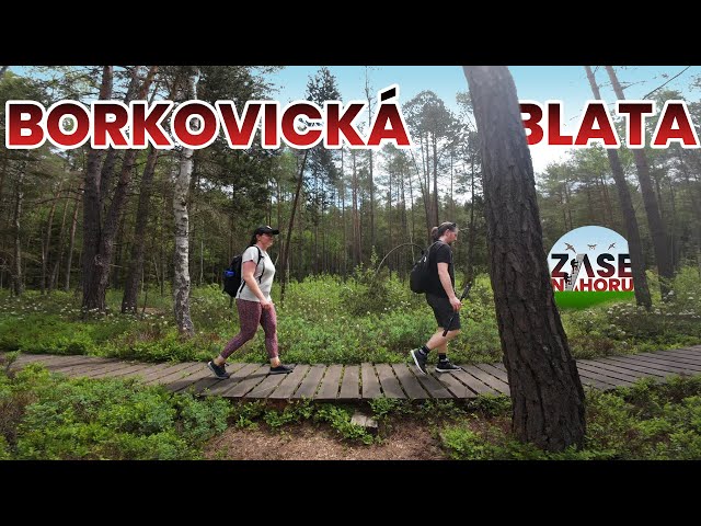 Borkovická blata - Jdeme naučnou stezkou u Veselí nad Lužnicí
